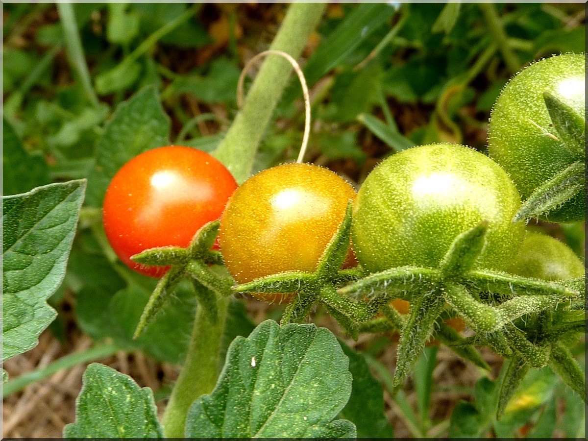 tomates cerises2012